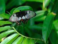 butterfly 7629  Butterfly, Australia
